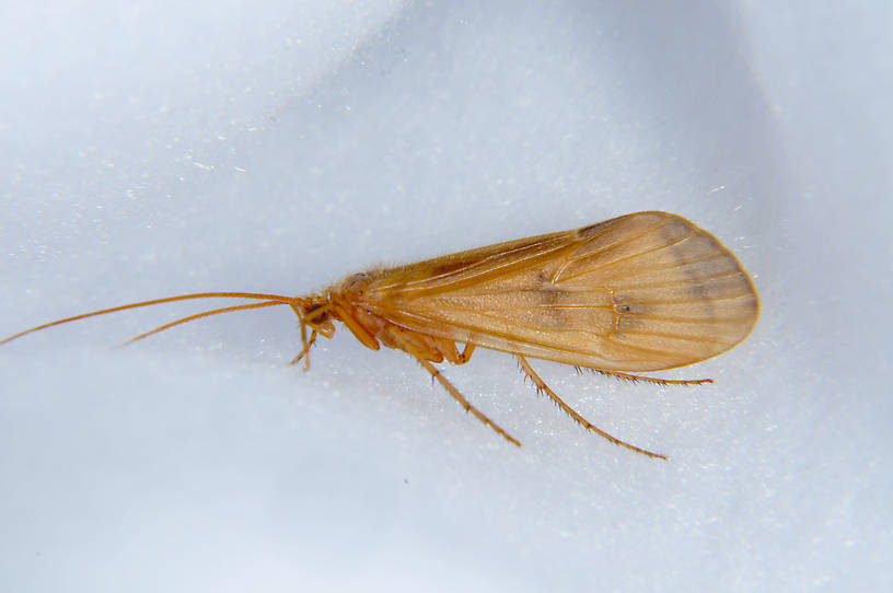 Onocosmoecus unicolor (Limnephilidae) (Great Late-Summer Sedge) Caddisfly Adult from the Touchet River in Washington