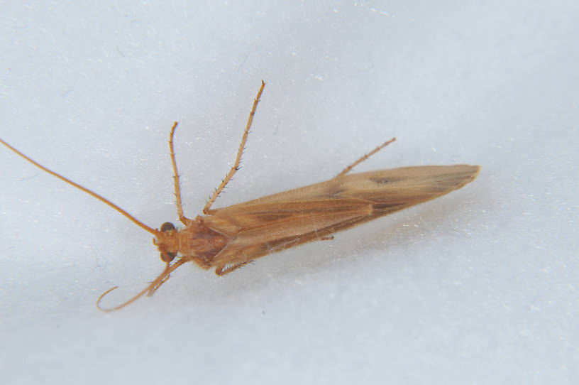 Onocosmoecus unicolor (Great Late-Summer Sedge) Caddisfly Adult
