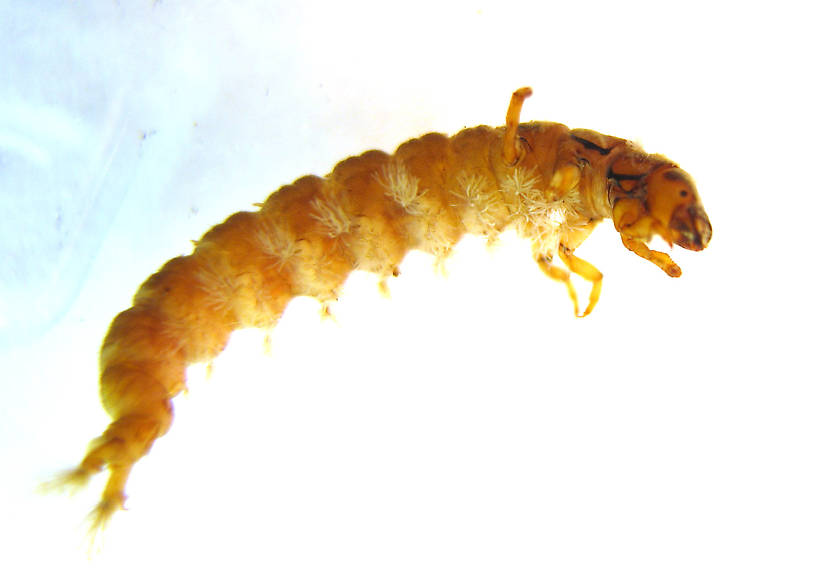 Hydropsyche californica (Hydropsychidae) (Spotted Sedge) Caddisfly Larva from the Lower Yuba River in California