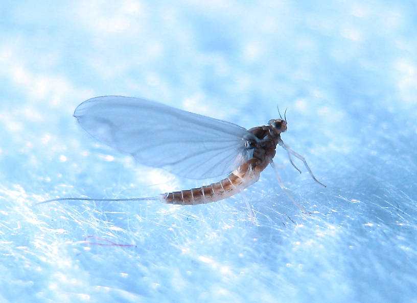 Female Anafroptilum album (Baetidae) (Tiny Sulphur Dun) Mayfly Dun from the Fall River in California