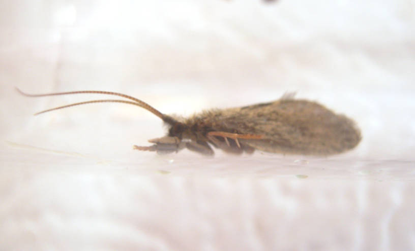 Male Lepidostoma podagrum (Lepidostomatidae) (Little Brown Sedge) Caddisfly Adult from the Fall River in California