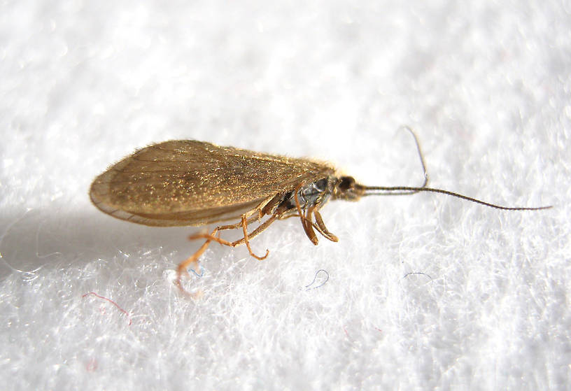 Female Lepidostoma podagrum (Lepidostomatidae) (Little Brown Sedge) Caddisfly Adult from the Fall River in California