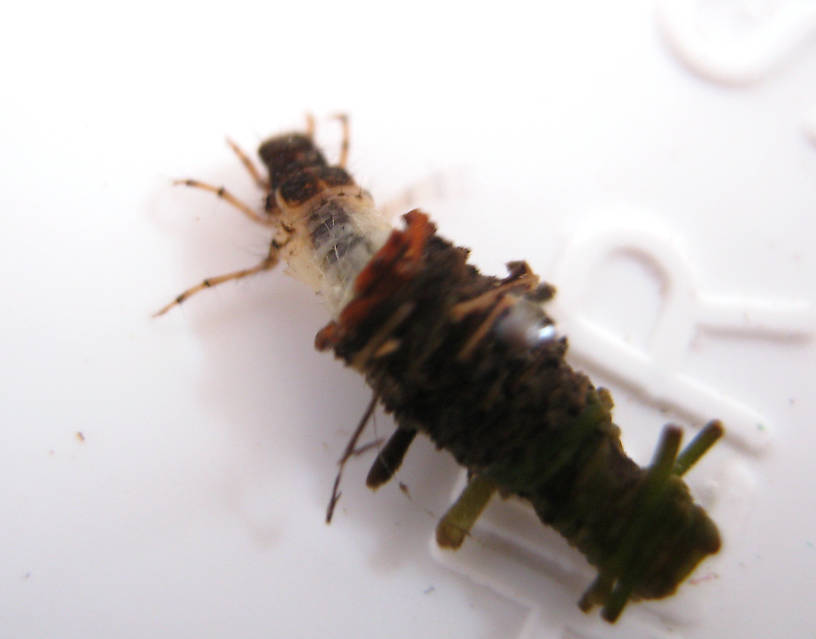 Lepidostoma podagrum (Lepidostomatidae) (Little Brown Sedge) Caddisfly Larva from the Fall River in California