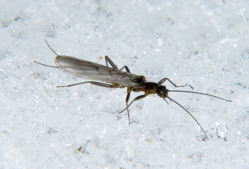 Capnia nana (Capniidae) (Little Snowfly) Stonefly Adult from the N. Fork Touchet River in Washington