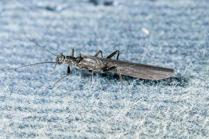 Paraleuctra occidentalis (Leuctridae) (Tiny Winter Black) Stonefly Adult from the  Touchet River in Washington