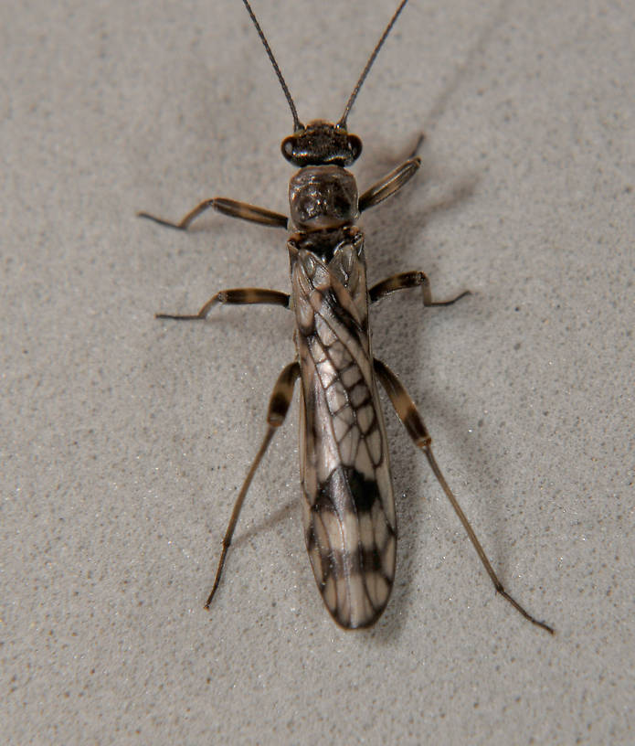 Female Zapada columbiana (Nemouridae) (Tiny Winter Black) Stonefly Adult from the N. Fk Touchet River in Washington