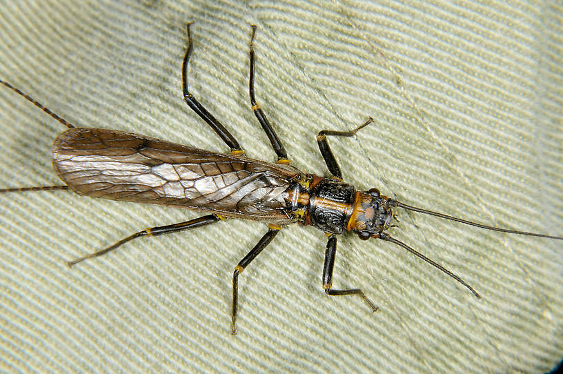 Female Perlinodes aurea (Perlodidae) (Springfly) Stonefly Adult from the Touchet River in Washington