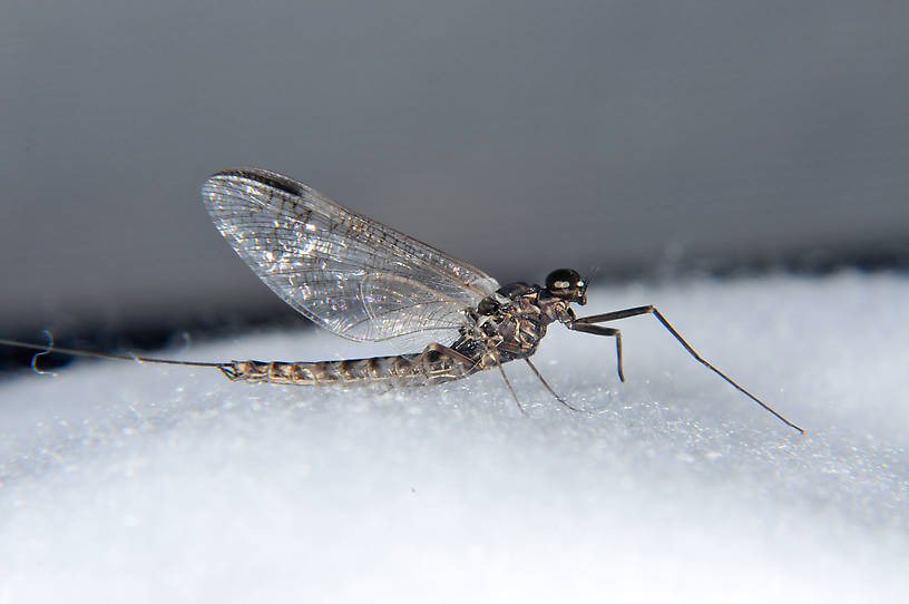 Male Ameletus vernalis (Ameletidae) (Brown Dun) Mayfly Spinner from the Touchet River in Washington