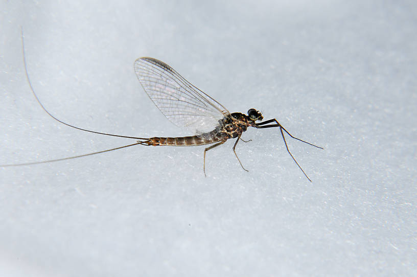 Male Rhithrogena morrisoni (Heptageniidae) (Western March Brown) Mayfly Spinner from the Touchet River in Washington