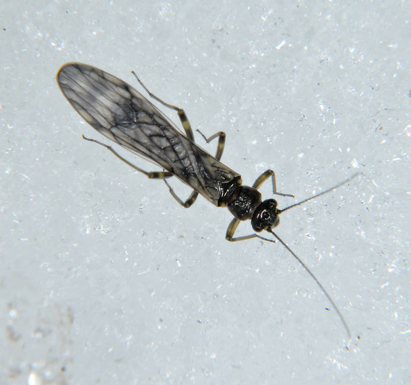 Zapada cinctipes (Nemouridae) (Tiny Winter Black) Stonefly Adult from the N. Fk. Touchet River in Washington