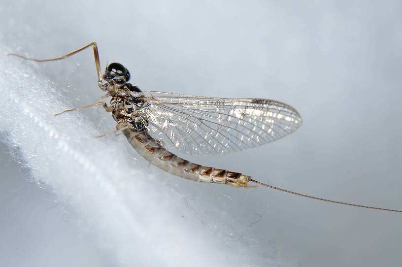 Male Ameletus vernalis (Ameletidae) (Brown Dun) Mayfly Spinner from the  Touchet River in Washington