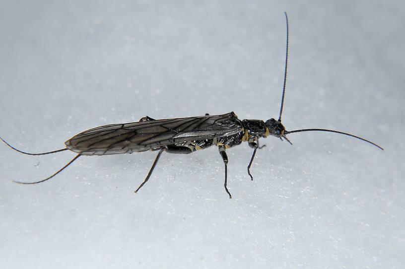 Female Isocapnia hyalita (Capniidae) (Little Snowfly) Stonefly Adult from the  Touchet River in Washington