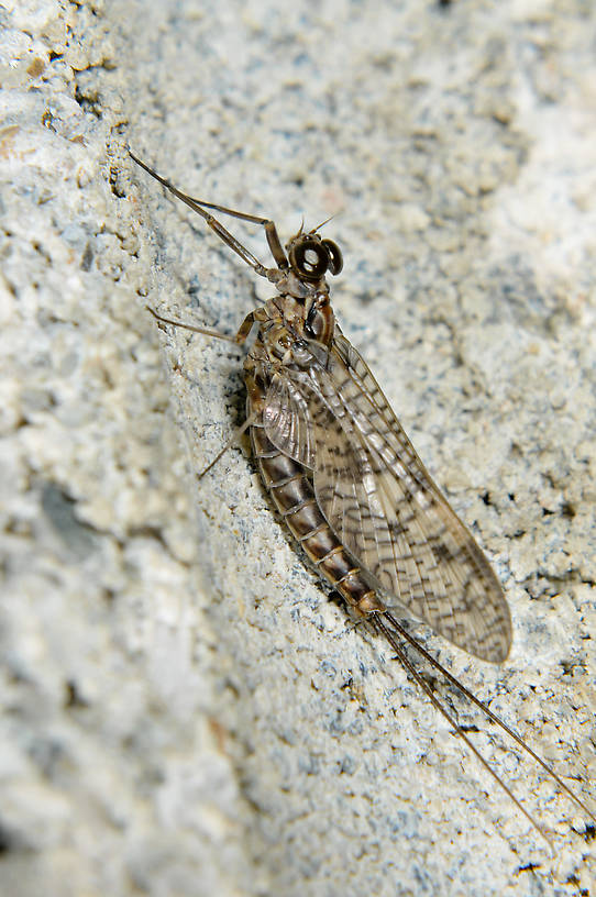 Male Ameletus vernalis (Ameletidae) (Brown Dun) Mayfly Dun from the  Touchet River in Washington