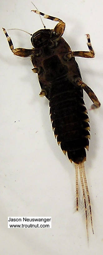 Ephemerella subvaria (Ephemerellidae) (Hendrickson) Mayfly Nymph from unknown in Wisconsin