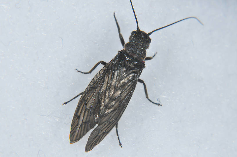 Male Sialis hamata  Alderfly Adult