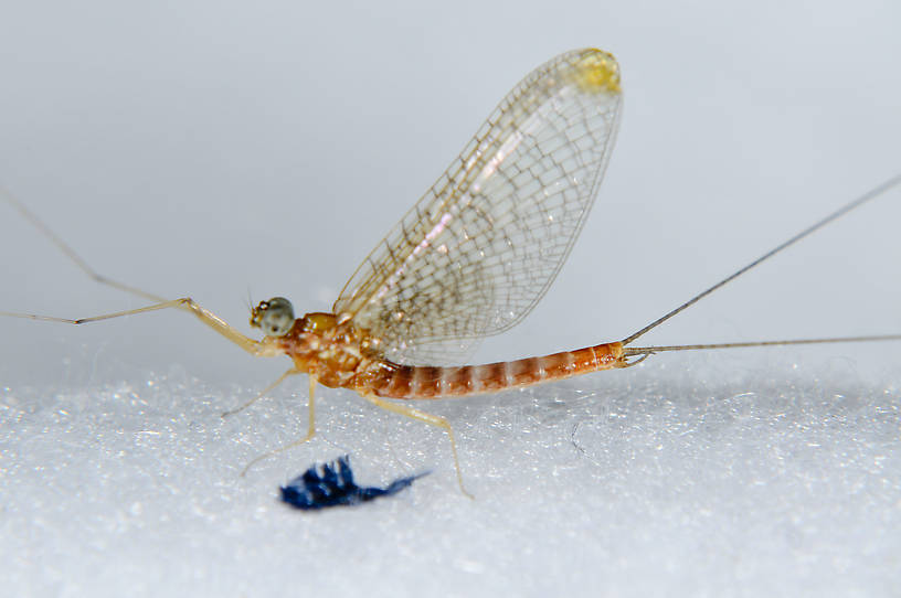 Male Cinygmula mimus (Heptageniidae) Mayfly Spinner from the  Touchet River in Washington