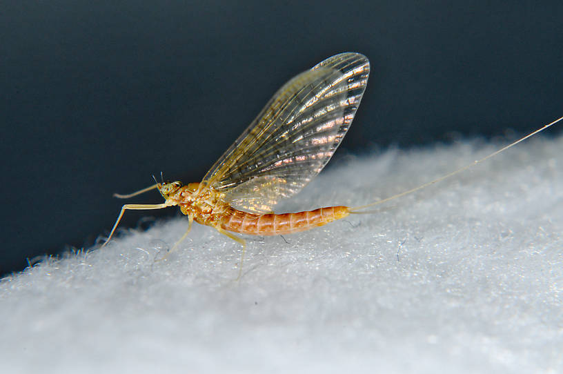 Female Cinygmula mimus (Heptageniidae) Mayfly Spinner from the  Touchet River in Washington