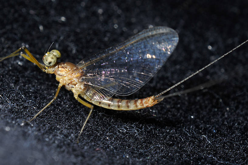 Male Heptagenia adaequata (Heptageniidae) Mayfly Spinner from the  Columbia River in Washington