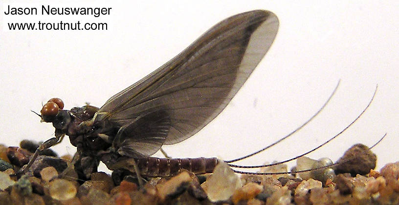 Male Ephemerella subvaria (Ephemerellidae) (Hendrickson) Mayfly Dun from the Namekagon River in Wisconsin