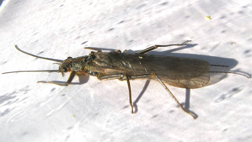 Female Skwala curvata (Perlodidae) (Large Springfly) Stonefly Adult from the Lower Yuba River in California