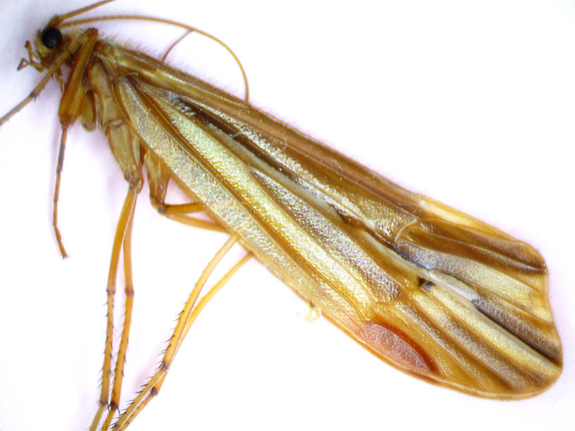 Male Psychoglypha (Limnephilidae) (Snow Sedge) Caddisfly Adult from Spring Brook in Washington