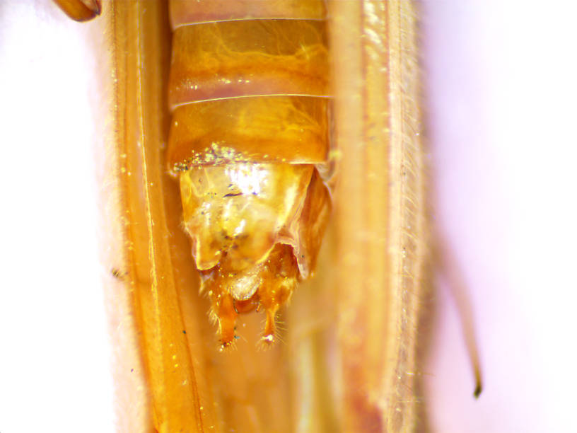 Male Psychoglypha (Limnephilidae) (Snow Sedge) Caddisfly Adult from Spring Brook in Washington