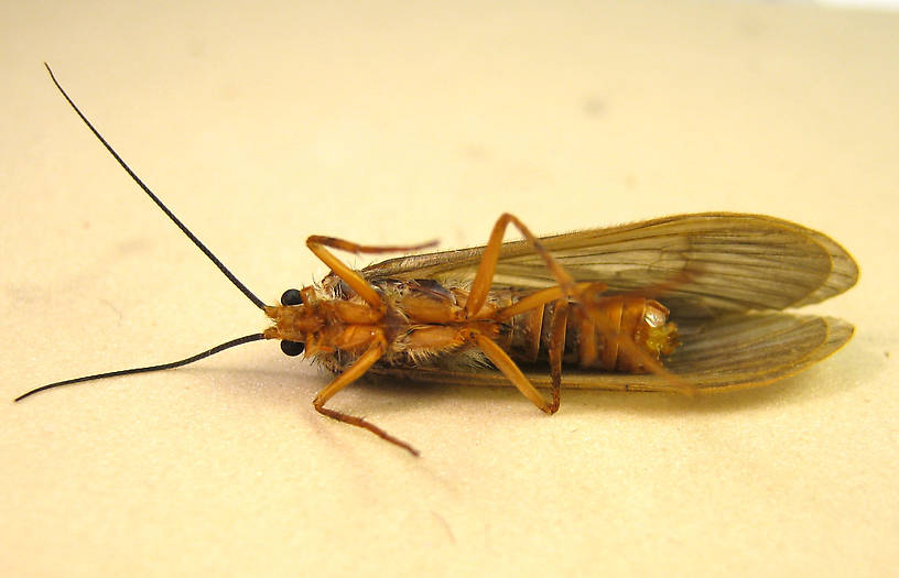 Female Dicosmoecus atripes (October Caddis) Caddisfly Adult