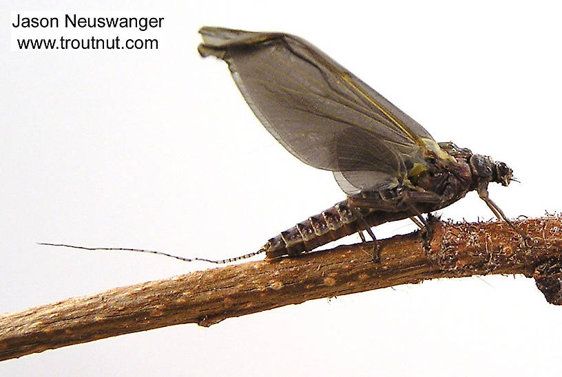 Female Ephemerella subvaria (Hendrickson) Mayfly Dun