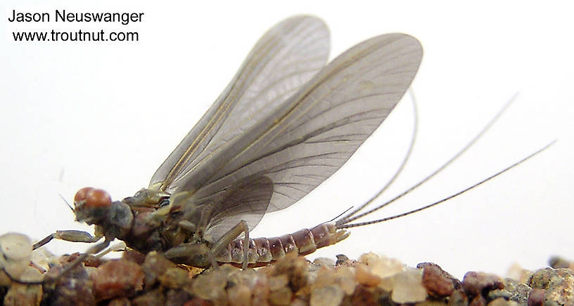Male Ephemerella subvaria (Ephemerellidae) (Hendrickson) Mayfly Dun from the Namekagon River in Wisconsin