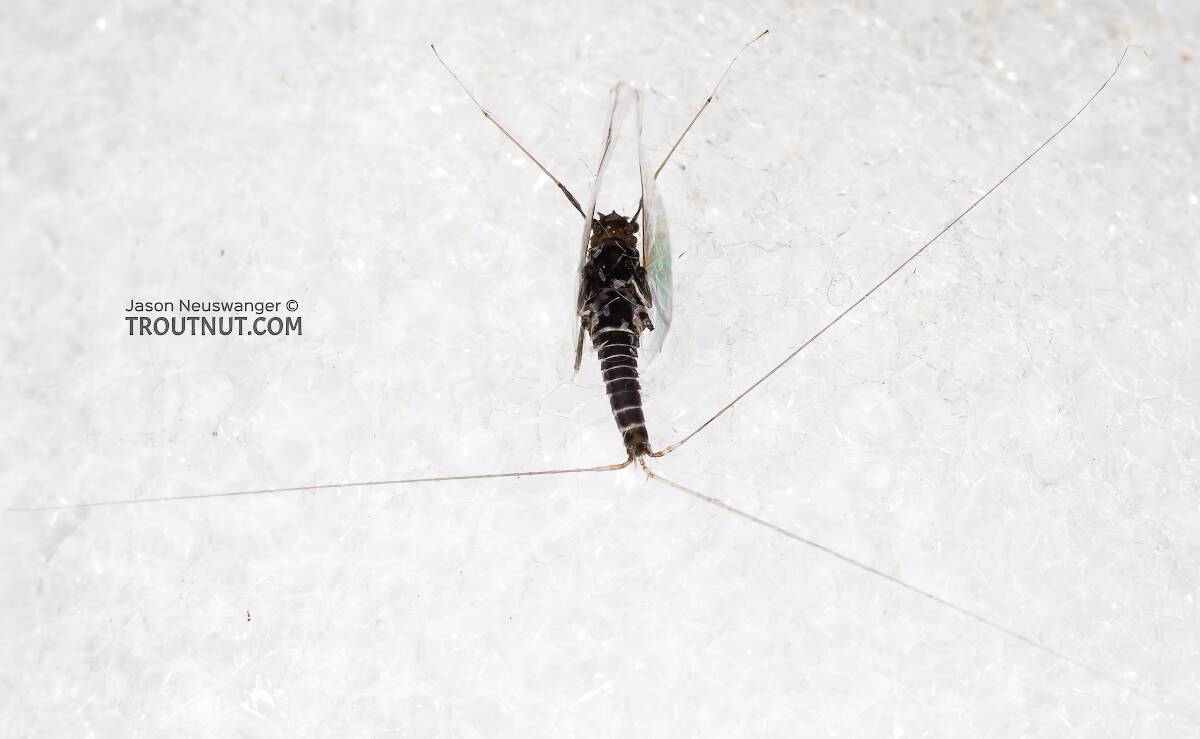 Male Tricorythodes (Tricos) Mayfly Spinner