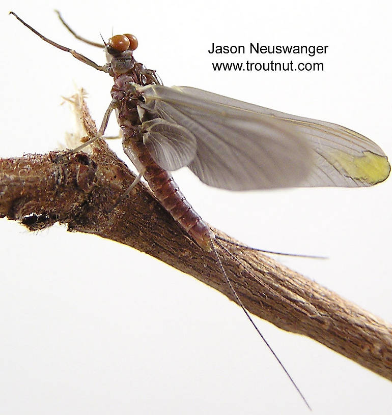 The yellow in this dun's wing is from an injury, not its natural color.

Male Ephemerella subvaria (Ephemerellidae) (Hendrickson) Mayfly Dun from the Namekagon River in Wisconsin