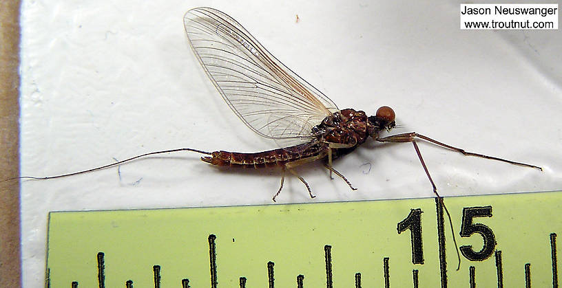 Ruler view of a Male Ephemerella subvaria (Ephemerellidae) (Hendrickson) Mayfly Spinner from unknown in Wisconsin The smallest ruler marks are 1/16".