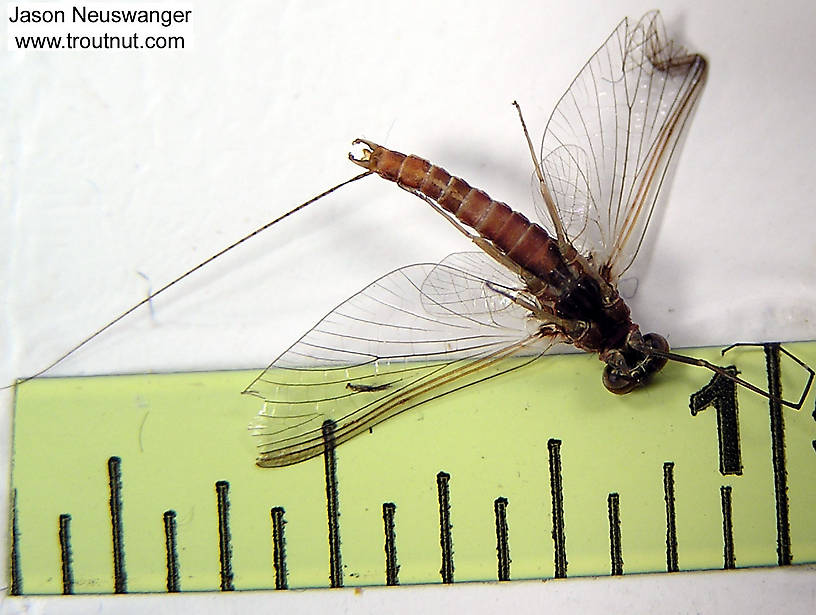 Male Ephemerella subvaria (Ephemerellidae) (Hendrickson) Mayfly Spinner from unknown in Wisconsin