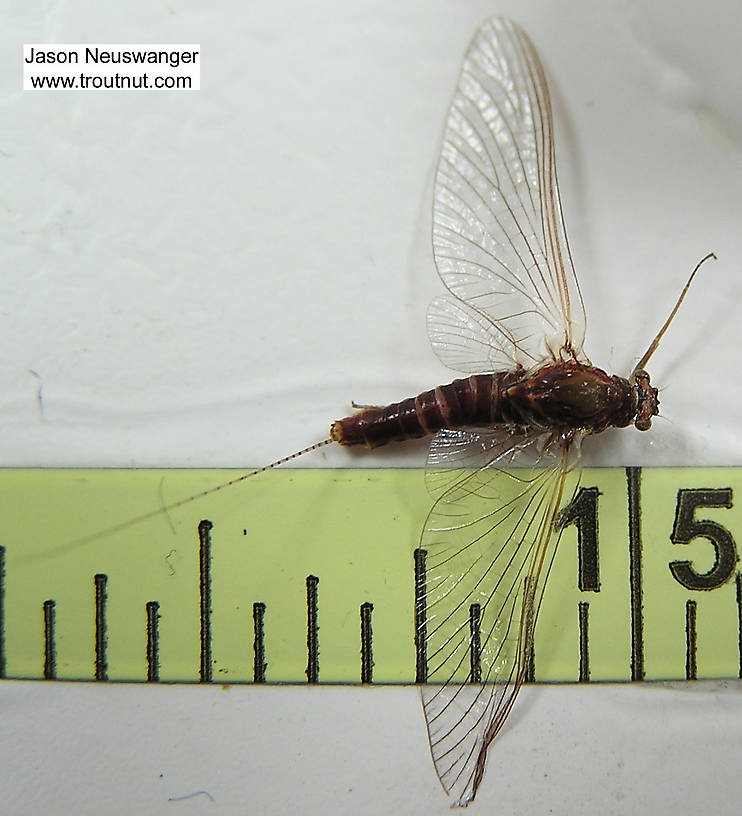 Ruler view of a Female Ephemerella subvaria (Ephemerellidae) (Hendrickson) Mayfly Spinner from unknown in Wisconsin The smallest ruler marks are 1/16".
