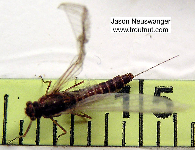 Female Ephemerella subvaria (Ephemerellidae) (Hendrickson) Mayfly Spinner from the Bois Brule River in Wisconsin