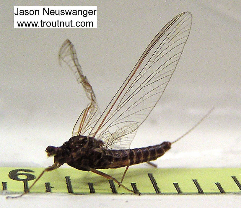Ruler view of a Female Ephemerella subvaria (Ephemerellidae) (Hendrickson) Mayfly Spinner from the Bois Brule River in Wisconsin The smallest ruler marks are 1/16".