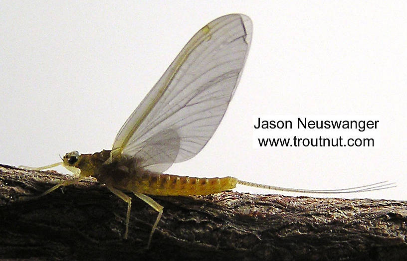 Female Ephemerella invaria (Ephemerellidae) (Sulphur) Mayfly Spinner from the Namekagon River in Wisconsin