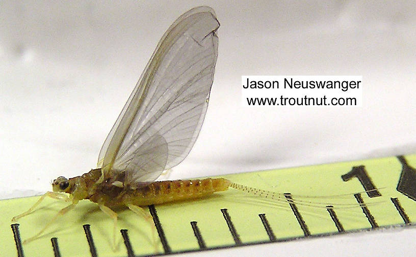 Female Ephemerella invaria (Ephemerellidae) (Sulphur) Mayfly Spinner from the Namekagon River in Wisconsin