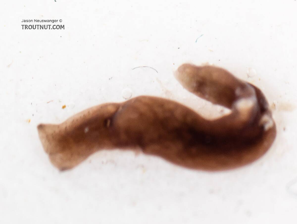 Platyhelminthes (Flatworms) Animal 