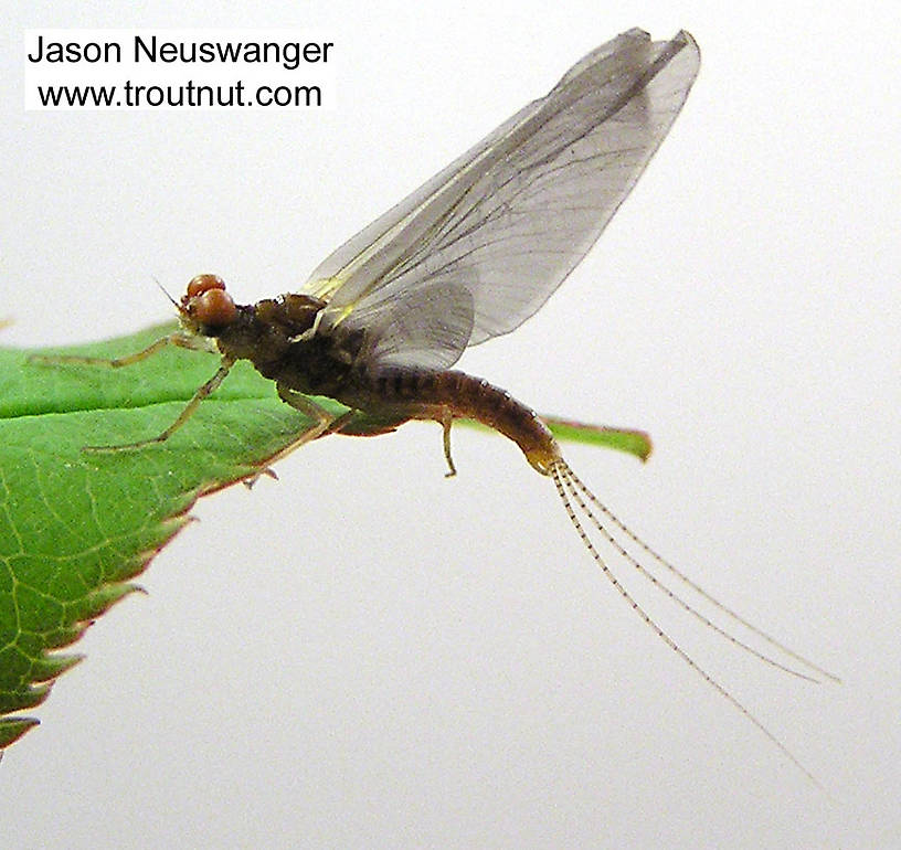 Male Ephemerella excrucians (Ephemerellidae) (Pale Morning Dun) Mayfly Dun from unknown in Wisconsin