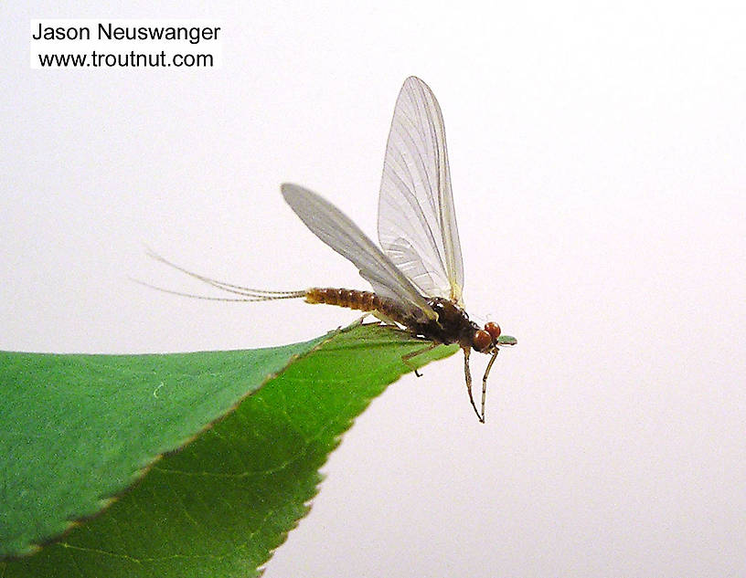 Male Ephemerella invaria (Ephemerellidae) (Sulphur) Mayfly Dun from unknown in Wisconsin