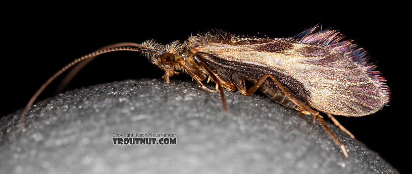 Lateral view of a Male Lepidostoma (Lepidostomatidae) (Little Brown Sedge) Caddisfly Adult from the Madison River in Montana