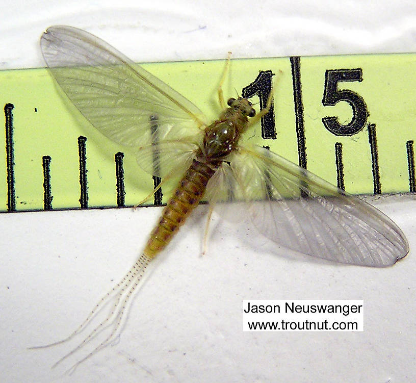 Female Ephemerella invaria (Ephemerellidae) (Sulphur) Mayfly Dun from unknown in Wisconsin