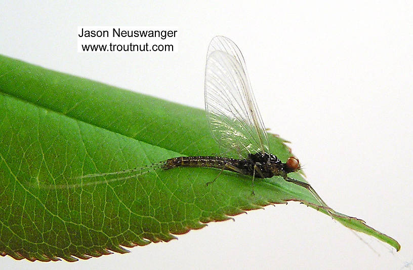 Male Ephemerella invaria (Ephemerellidae) (Sulphur) Mayfly Spinner from unknown in Wisconsin