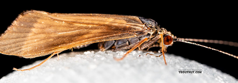 Male Cheumatopsyche (Hydropsychidae) (Little Sister Sedge) Caddisfly Adult from the Madison River in Montana