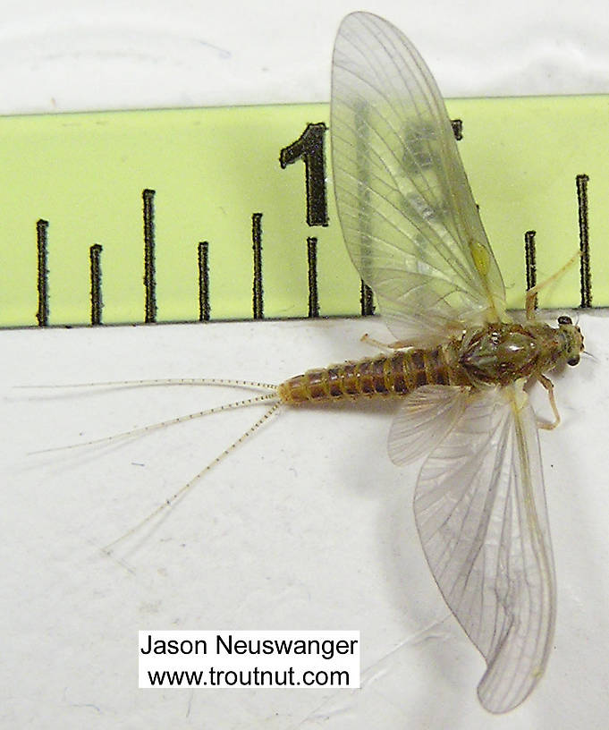 Ruler view of a Female Ephemerella invaria (Ephemerellidae) (Sulphur) Mayfly Dun from unknown in Wisconsin The smallest ruler marks are 1/16".