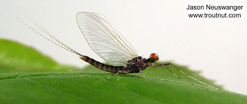 Male Ephemerella invaria (Ephemerellidae) (Sulphur) Mayfly Spinner from unknown in Wisconsin