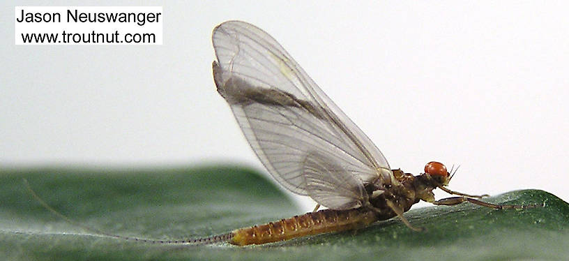 Lateral view of a Male Ephemerella invaria (Ephemerellidae) (Sulphur) Mayfly Dun from unknown in Wisconsin