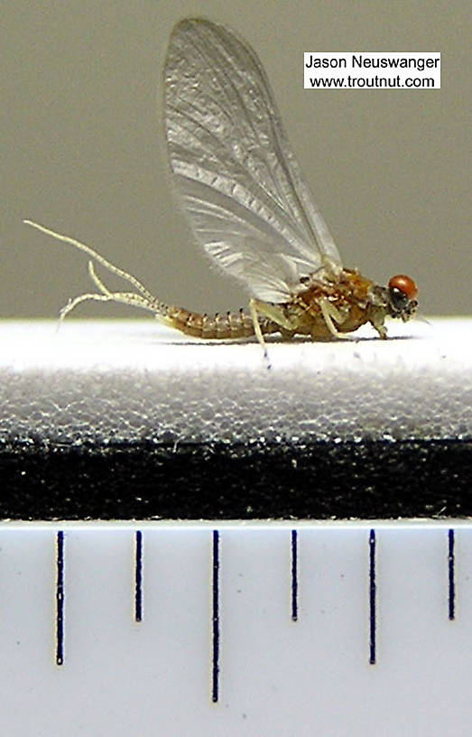 Ruler view of a Male Ephemerellidae (Hendricksons, Sulphurs, PMDs, BWOs) Mayfly Dun from unknown in New York The smallest ruler marks are 1/16".