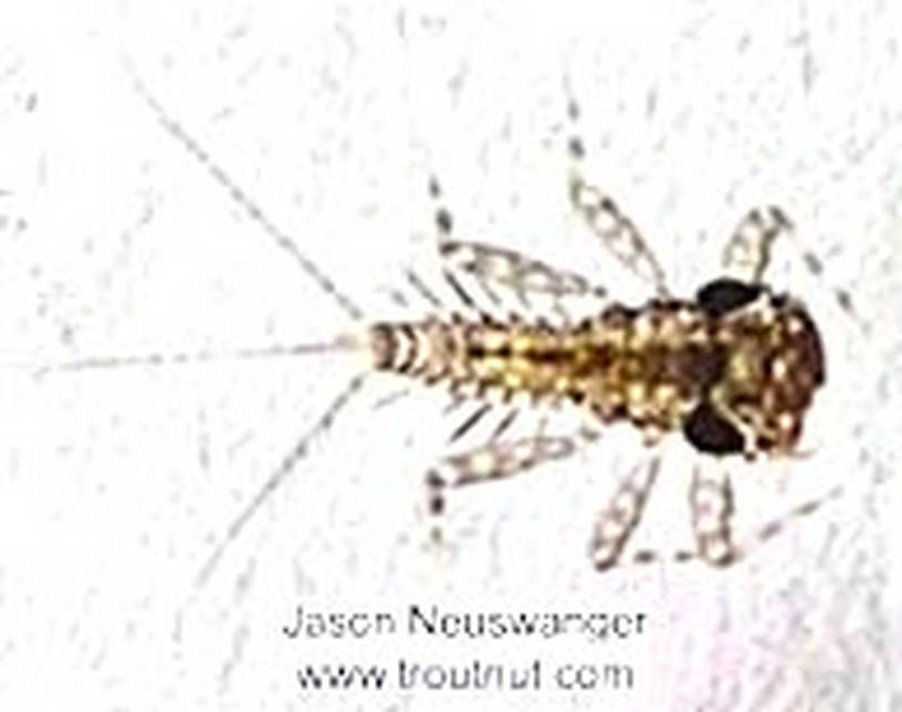 Leucrocuta hebe (Heptageniidae) (Little Yellow Quill) Mayfly Nymph from the Namekagon River in Wisconsin